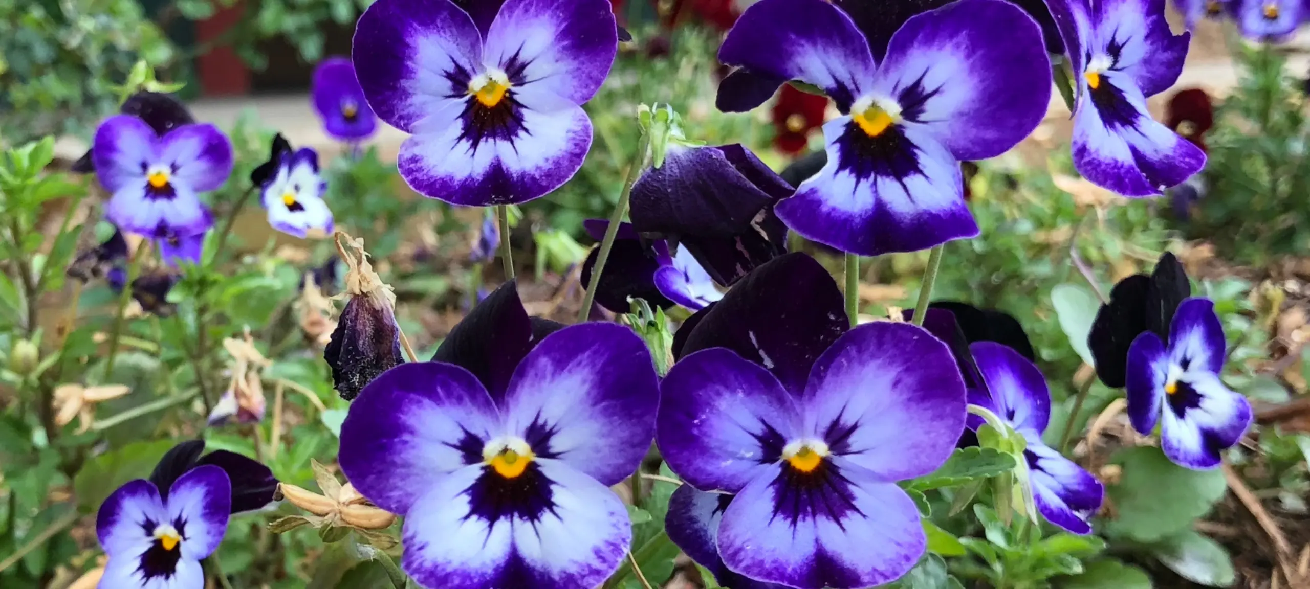 Texas Purple Flowers | Real Estate Texas